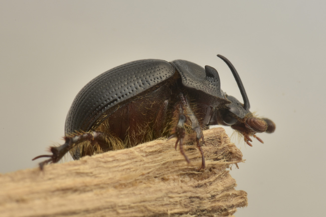 Geotrupidae: Odonteus armiger? S.